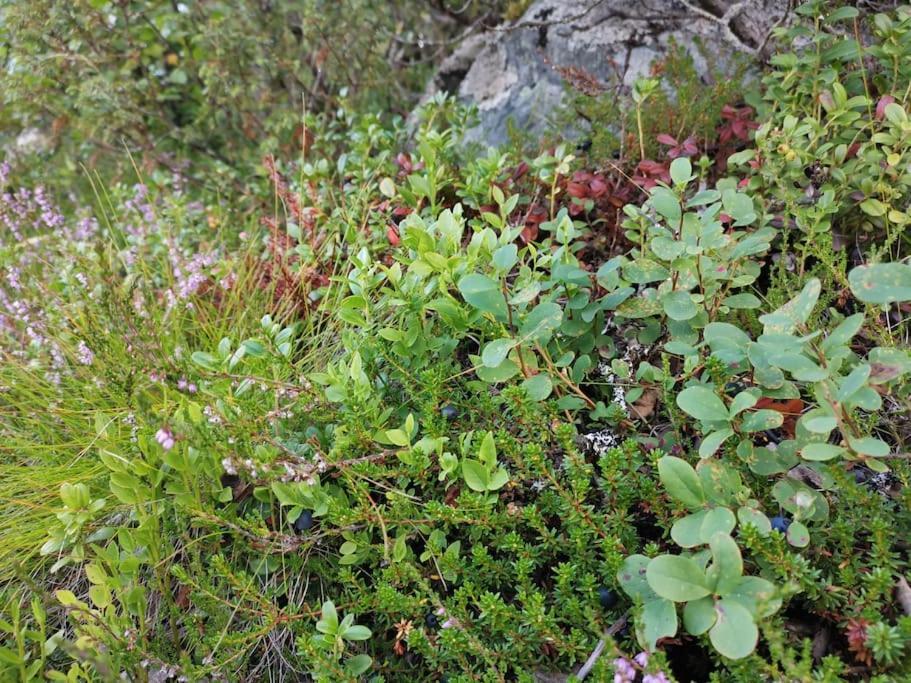 Na Er Vinteren Kommet Til Hallingdal Ål Esterno foto