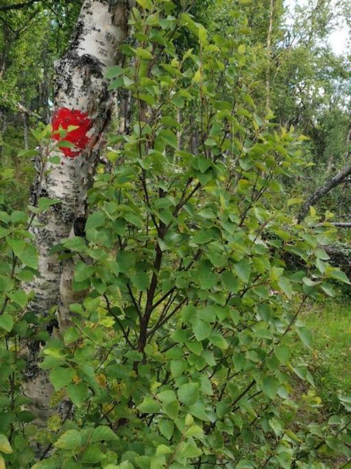 Na Er Vinteren Kommet Til Hallingdal Ål Esterno foto